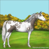 Horse Color:Silver Grullo Splash Tobiano 