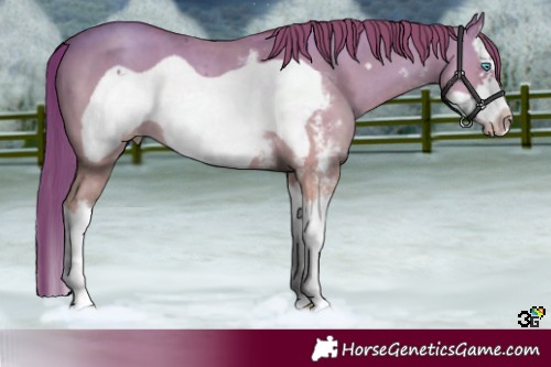 Horse Color:Gold Champagne Sabino Splash Frame 