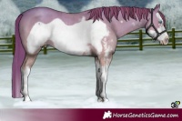 Horse Color:Gold Champagne Sabino Splash Frame 