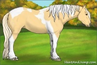 Horse Color:Palomino Tobiano 