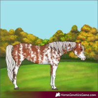 Horse Color:Silver Bay Sabino Rabicano 