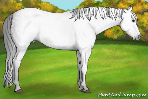 Horse Color:Gray Black 