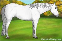 Horse Color:Gray Black 