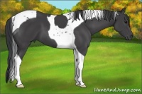 Horse Color:Black Tobiano 