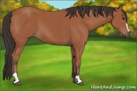 Horse Color:Bay Sabino 