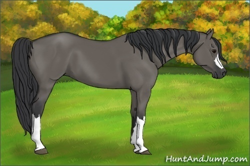 Horse Color:Grullo 