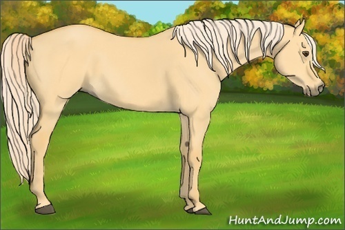 Horse Color:Palomino Dun Sabino