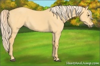 Horse Color:Palomino Dun Sabino