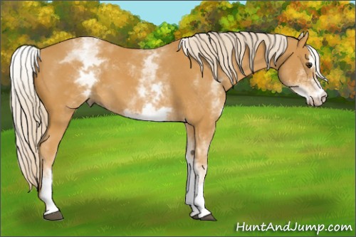 Horse Color:White Spotted Palomino Sabino 