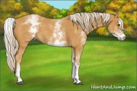 Horse Color:White Spotted Palomino Sabino
