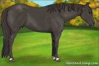 Horse Color:Smoky Black 