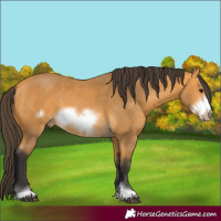 Horse Color:Buckskin Frame 