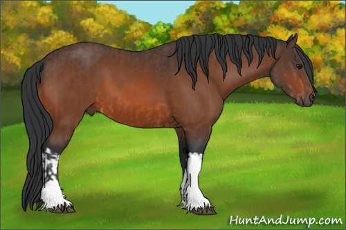 Horse Color:Bay  and Bay 
