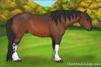 Horse Color:Bay  and Bay 