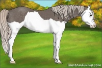 Horse Color:Silver Black Splash