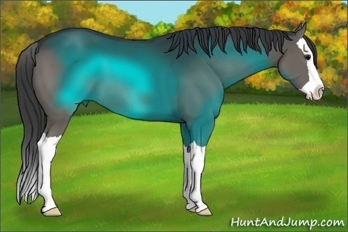 Horse Color:Black Splash