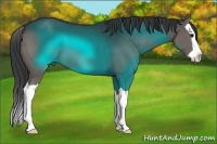 Horse Color:Black Splash