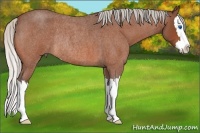 Horse Color:Silver Bay Roan Sabino Splash Rabicano