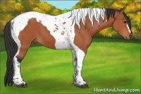 Horse Color:Bay Tobiano 