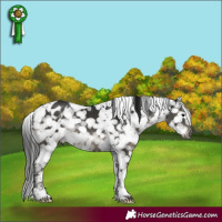 Horse Color:Gray Black Tobiano Appaloosa Rabicano 