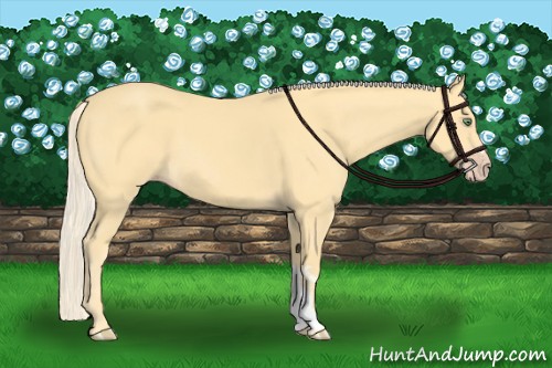 Horse Color:Gold Cream Champagne