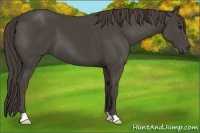 Horse Color:Smoky Black 