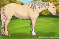 Horse Color:Gold Cream Champagne Dun