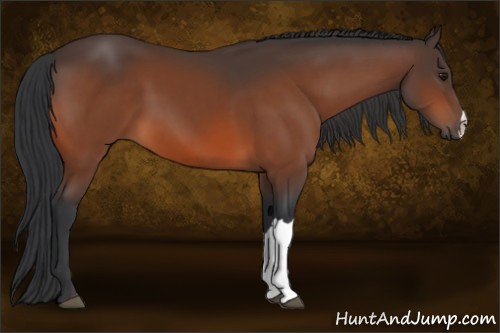 Horse Color:Bay 
