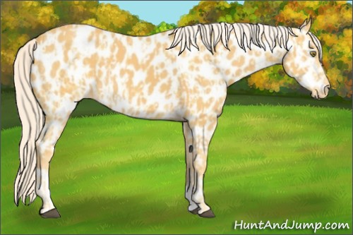 Horse Color:Palomino Near Leopard and Palomino Near Leopard