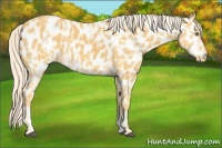 Horse Color:Palomino Near Leopard and Palomino Near Leopard