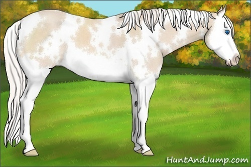 Horse Color:White Spotted Cremello Splash 