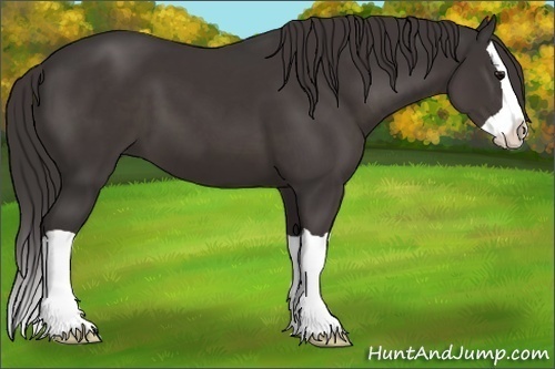 Horse Color:Smoky Black Splash 