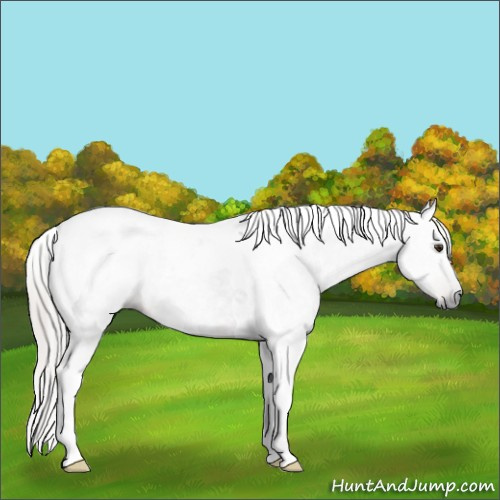 Horse Color:Gray Silver Brown Tobiano 
