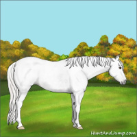 Horse Color:Gray Silver Brown Tobiano 