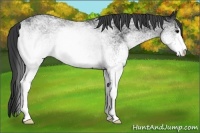 Horse Color:White Spotted Black Rabicano 