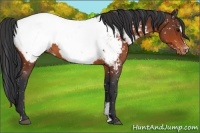 Horse Color:Bay Sabino Snowcap