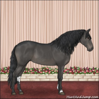 Horse Color:Black 
