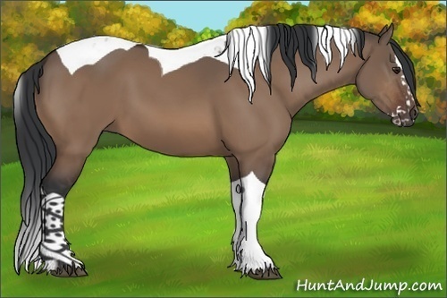 Horse Color:Brown Dun Sabino Splash Tobiano 