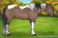 Horse Color:Brown Dun Sabino Splash Tobiano 