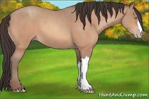 Horse Color:Amber Champagne