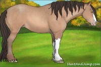 Horse Color:Amber Champagne 