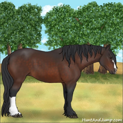 Horse Color:Brown 