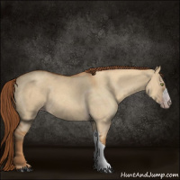 Horse Color:Gray Gold Champagne Roan Dun 