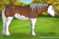 Horse Color:Silver Buckskin Splash 