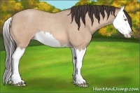 Horse Color:Amber Champagne Roan Splash 