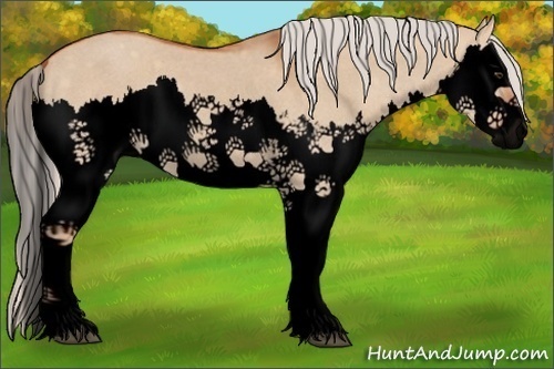 Horse Color:Void Silver Bay Roan Dun Splash 