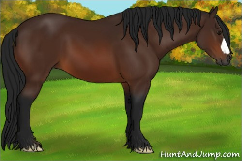Horse Color:Gray Bay