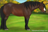 Horse Color:Gray Bay