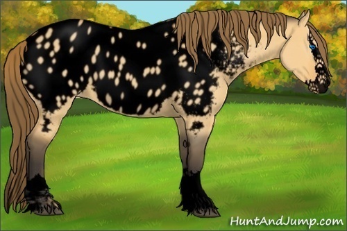 Horse Color:Void Buckskin Dun Sabino Splash Near Leopard
