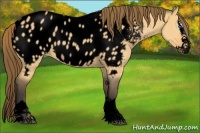 Horse Color:Void Buckskin Dun Sabino Splash Near Leopard 